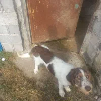 توله سگ شکاری موسمی نر|سگ|کوچصفهان, |دیوار