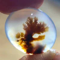 شجر زیبا مصور گوزن نیست در جهان