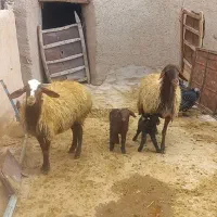 گوسفند|حیوانات مزرعه|بیجار, |دیوار