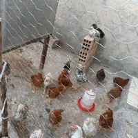 فروش مرغ محلی بومی