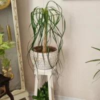 گل لیندا شیک