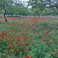 سوییت ویلای اجاره ای در شاندیز|اجارهٔ کوتاهمدت آپارتمان و سوئیت|شاندیز, |دیوار