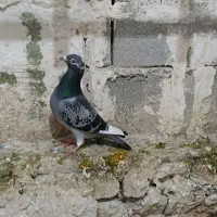 شاپرسفید|حیوانات|شیروان (خراسان), |دیوار