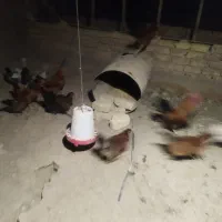 مرغ محلی حراج