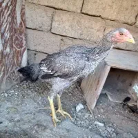 یک عدد خروس یک عدد مرغ دوتا فریح|حیوانات مزرعه|انزل, |دیوار