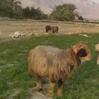 گوسفند|حیوانات مزرعه|بهبهان, |دیوار