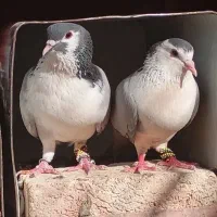 کبوتر کفتر دمگیر
