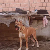 واگذاری سگ آلابای قدرجونی پژدر سرابی افغان|سگ|نجفآباد, گلدشت|دیوار