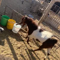 گوسفند زنده موجود است