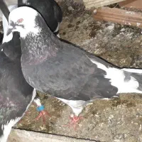 تک پر ساعتی