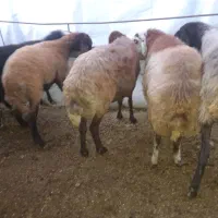 گوسفند|حیوانات مزرعه|رامیان, |دیوار