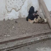 فروش جوجه دو هفته ای