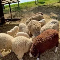 فروش بره نر