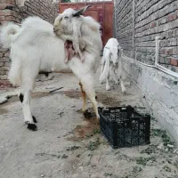 بز و نربز گلابی