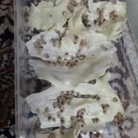 جوجه حلزون آلبینو