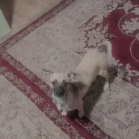 دزدیدن شدن سگ جسی ادش ورومینا|حیوانات|لنجان, |دیوار