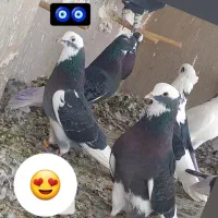 کبوتر فروشی فوری