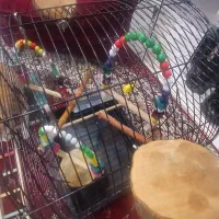 قفس پرنده با تمام لوازم پرنده