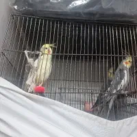پرنده