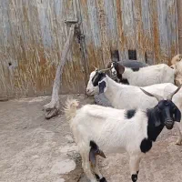 بز پاکستانی