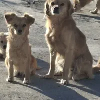 فروش توله سگ‌ اشپیتز|سگ|تهران, پونک|دیوار