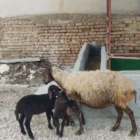 گوسفند دوقلو بره ها هردو ماده کامل خوراکخور