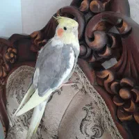 عروس سخنگو
