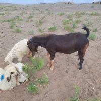 تکه چاق