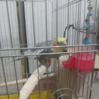 یک جفت عروس هلندی|پرنده|فولادشهر, مسکن مهر فولادشهر|دیوار