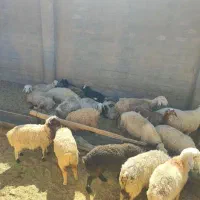 گوسفند نصفه ای