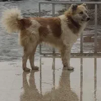 سگ گله