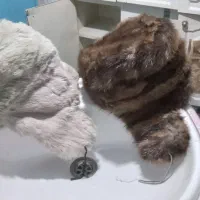 کلاه