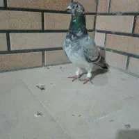 کفتر سینه سفید یا بزک