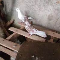 گرفتنی بلندی