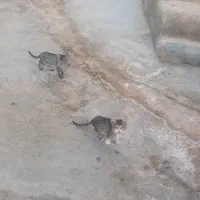 گربه خانگی نروماده|گربه|مشهد, آزادشهر|دیوار