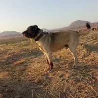 سگ‌گله‌ای|سگ|نیمبلوک, |دیوار