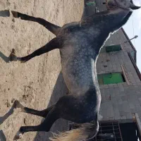 اسب ترکمن نریون