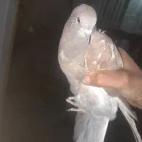 کفتر گم شده