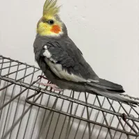 عروس جفت همراه با قفس و وسیله ها