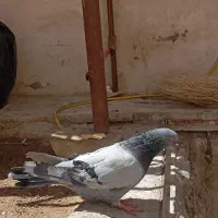 کفتر اصفهانی پر پر هلیکوپتر