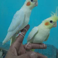 عروس هلندی لوتینو دستی