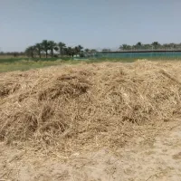 جو  و یونجه