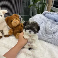 poodel|سگ|تهران, صادقیه|دیوار