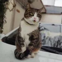 گربه گالری دی گم شده