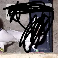 کبوتر تهرانی«طوقی» پلاکی رنگی پشتار|پرنده|هشتگرد, |دیوار
