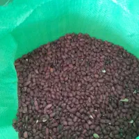 لوبیا خوش پخت|خوردنی و آشامیدنی|کوهدشت, |دیوار