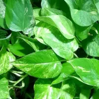 معرفی پرستار