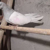 ۱۵عدد کبوتر تیپ گرد