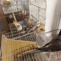 معاوضه عروس با قناری یا گرینچیک|پرنده|مشهد, شفا|دیوار