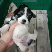 شیتزو خالص زیر قیمت فوری|سگ|تبریز, |دیوار